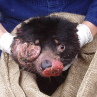 Tasmanian Devil tumour