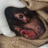 Tasmanian Devil tumour