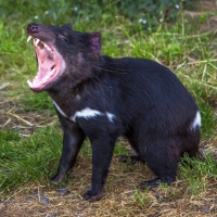 Tasmanian Devil