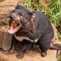 Tasmanian Devil