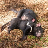 Tasmanian Devils