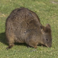 pademelon