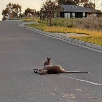 Dead Mother wallaby