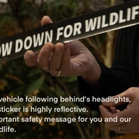 Friends of Tasmania Wildlife bumper sticker poster