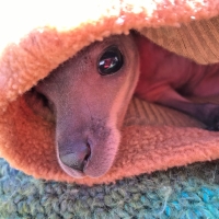 joey in a blanket