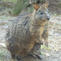 pademelon