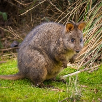 pademelon