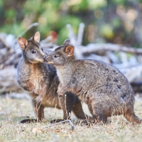 pademelons