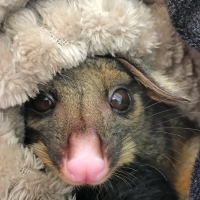 possum in a blanket