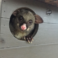 possum in a habitat box