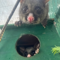 two possums in a habitat box