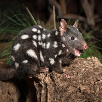 Tasmanian Spotted Quoll