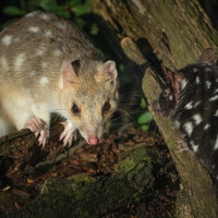 Tasmanian Quoll