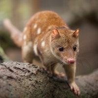 Tasmanian Quoll