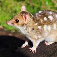 Tasmanian Quoll