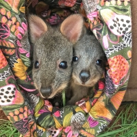 two joeys in a blanket