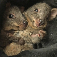 two joeys in a blanket