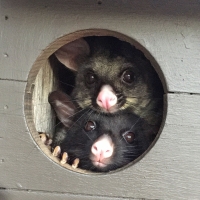 two possums in a habitat box