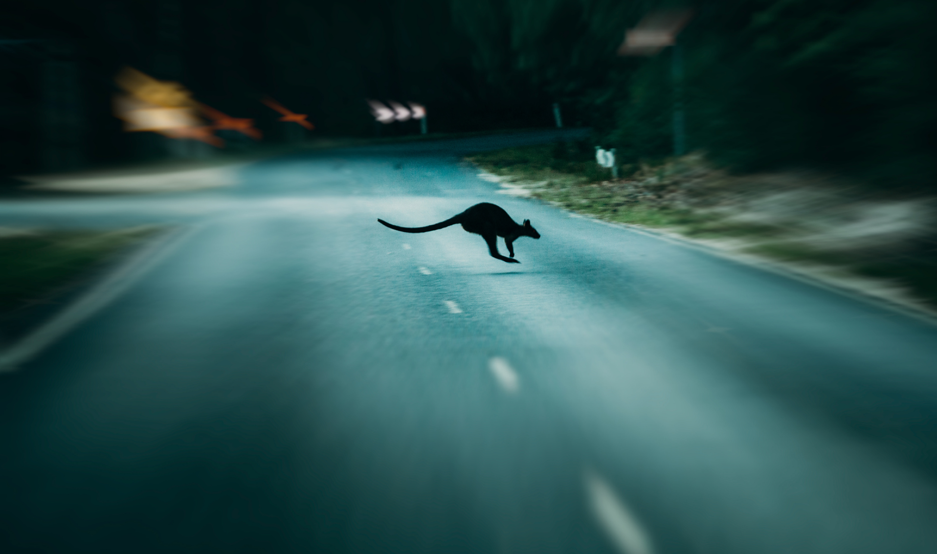 kangaroo