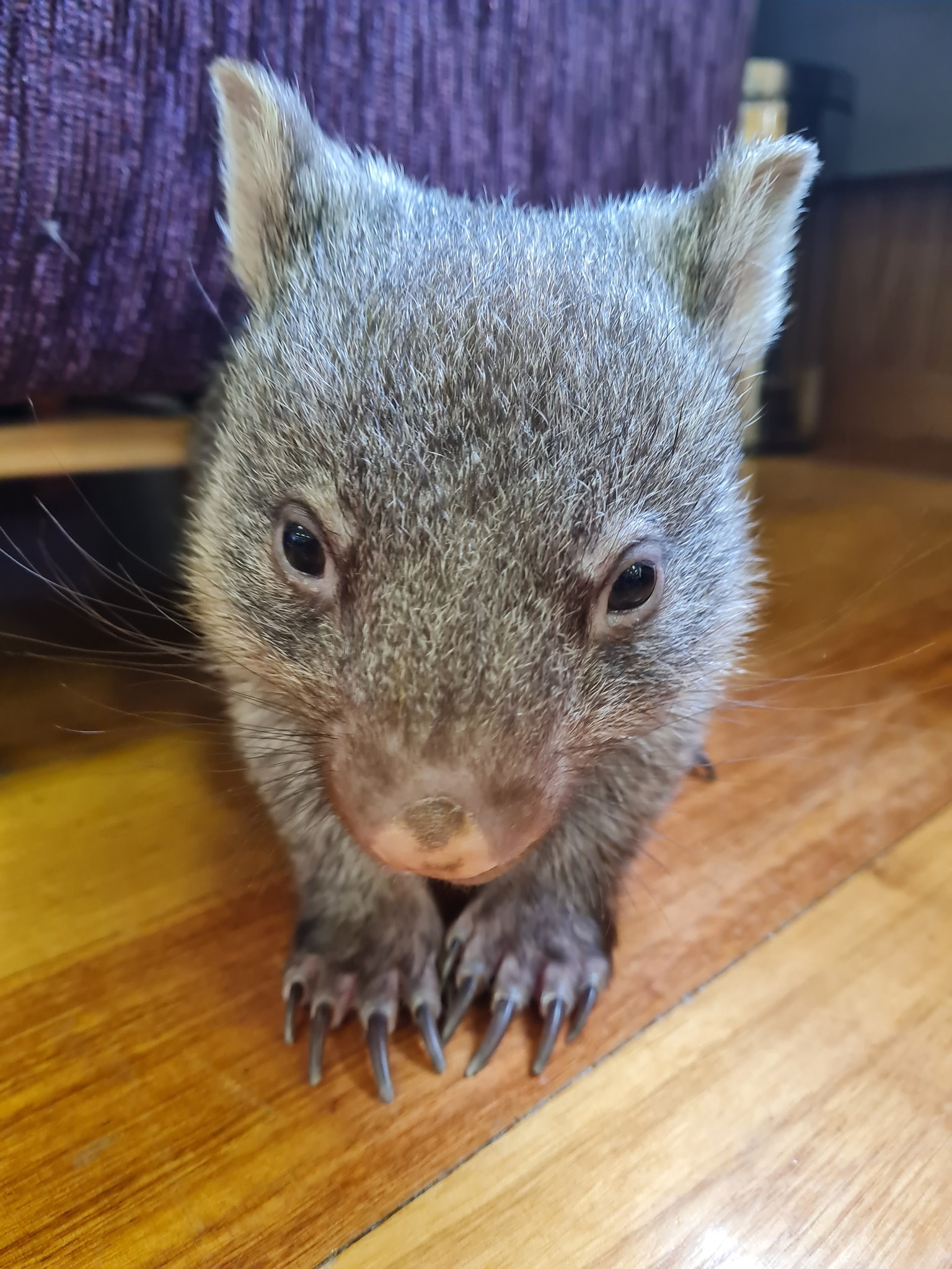 Baby wombat