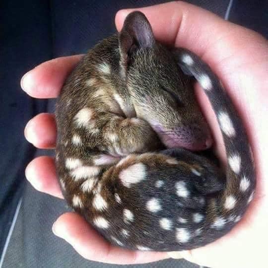 Caring for spotted qual