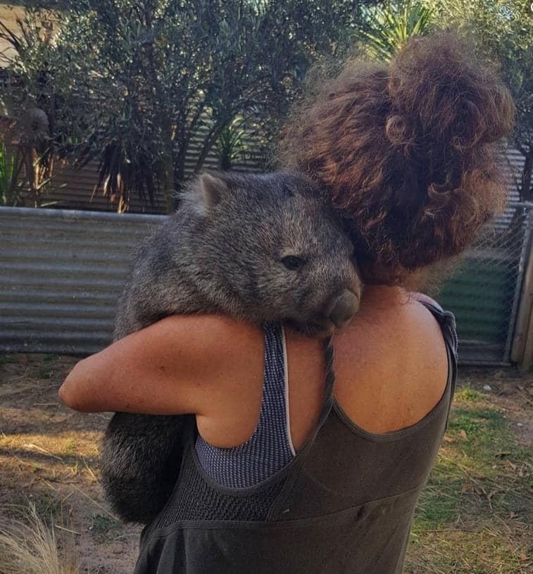 Caring for wambats