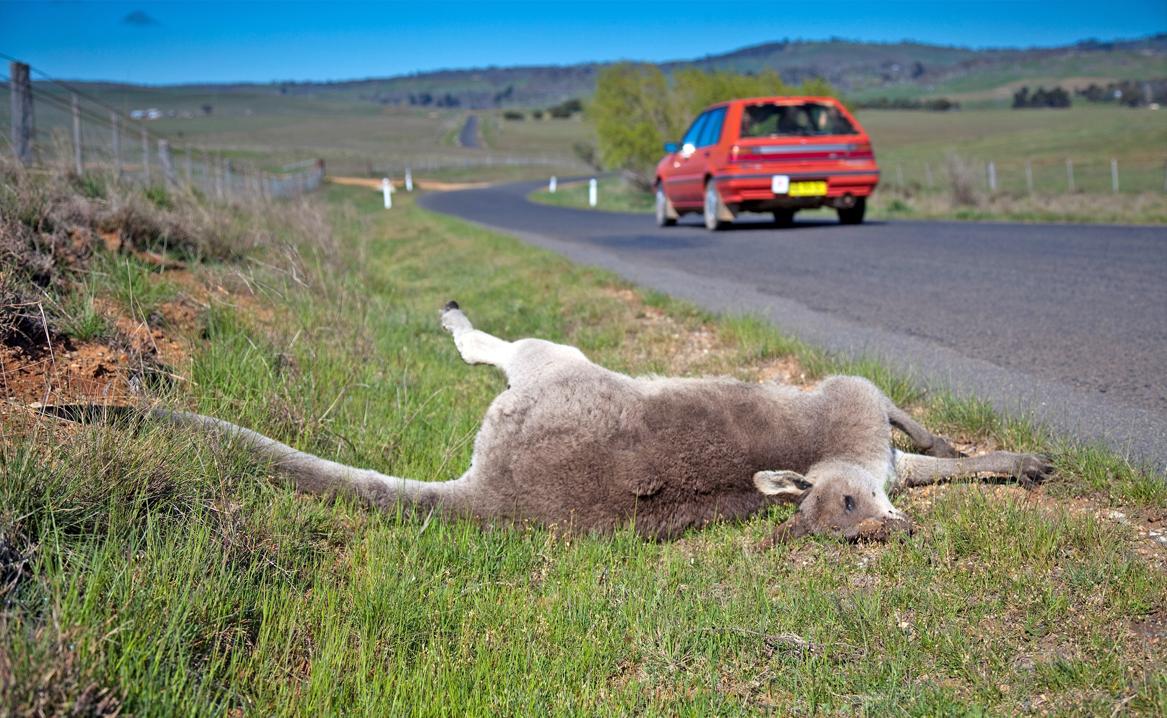 Ded kangaroo