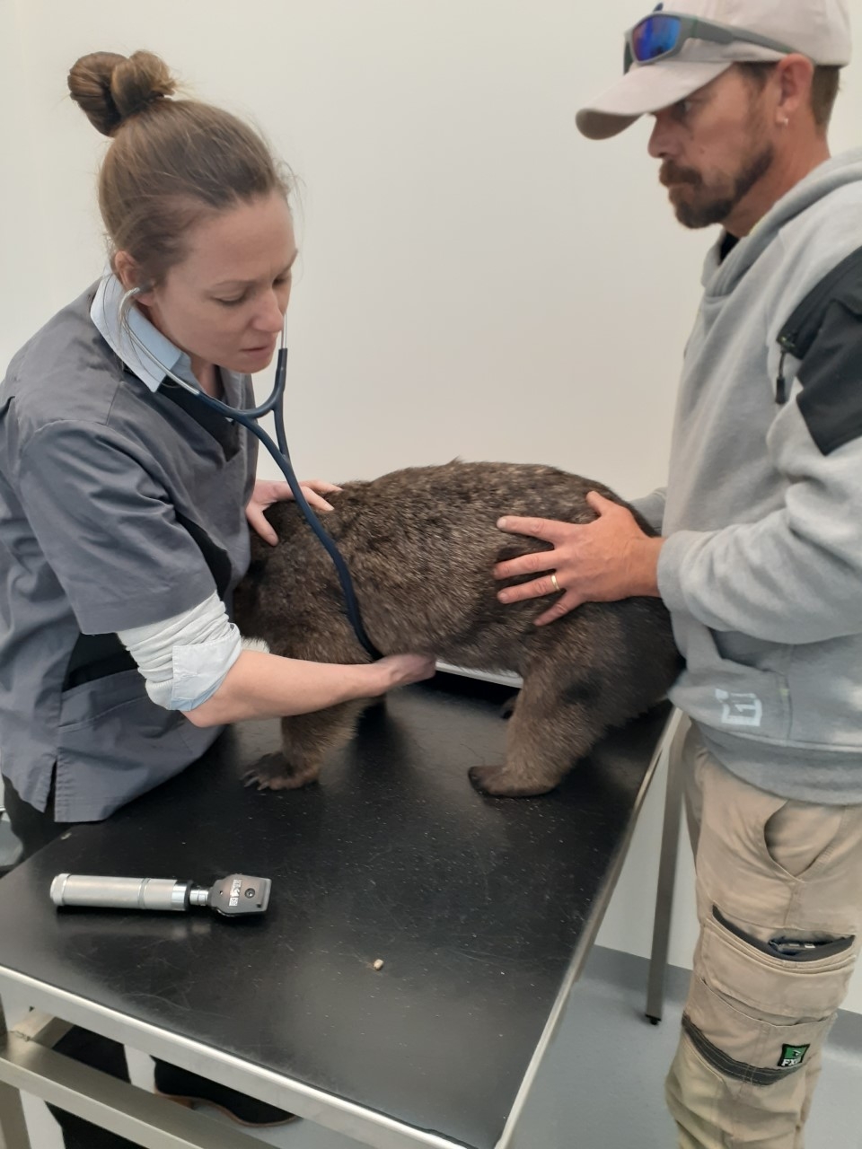 Wombat seeing the vet