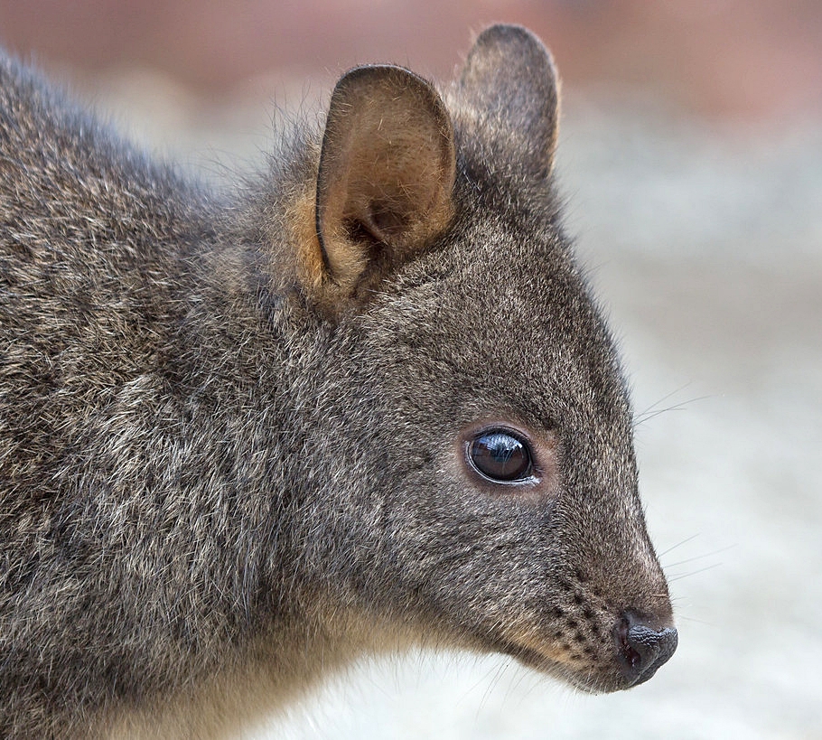 pademelon