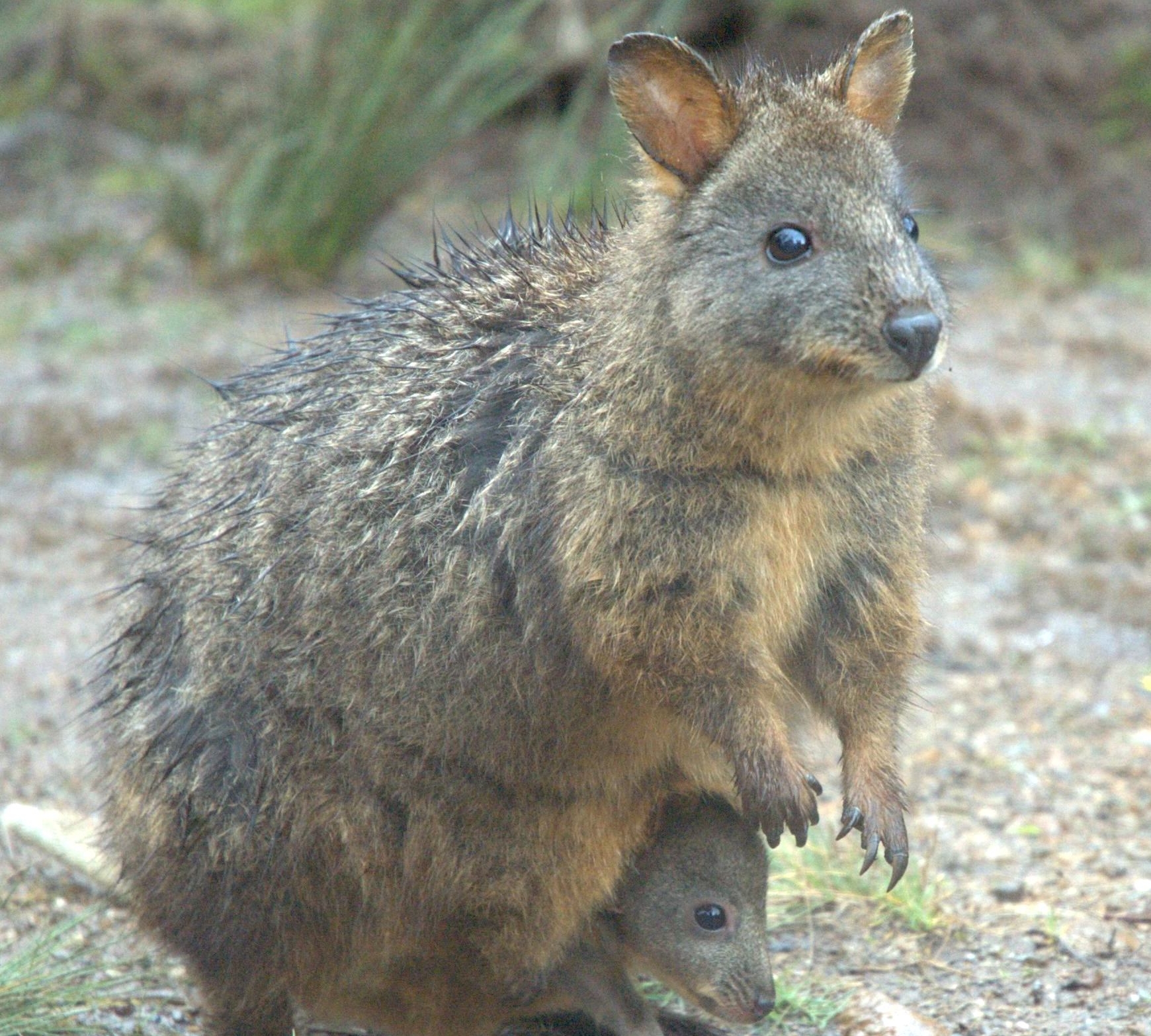 pademelon