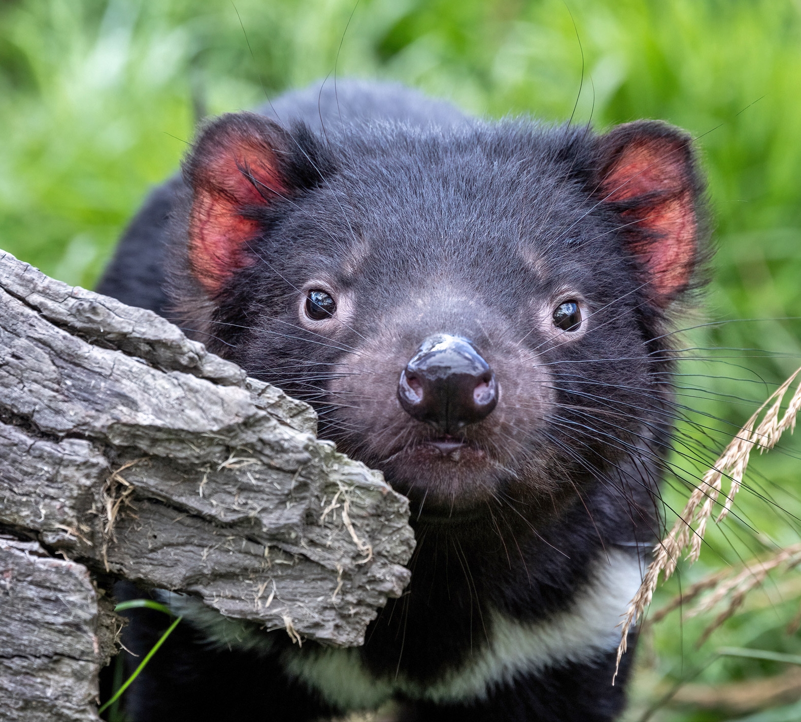 Tassie Devil