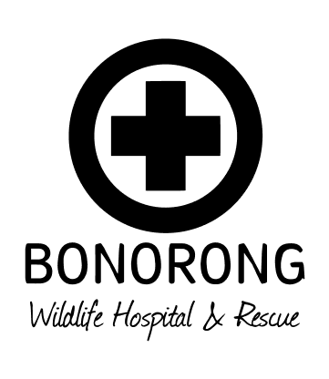 bonorong