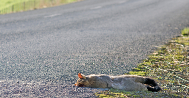 Dead possum on the road