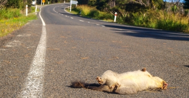 Dead possum on the road
