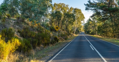 Kangaroo road sign and bush