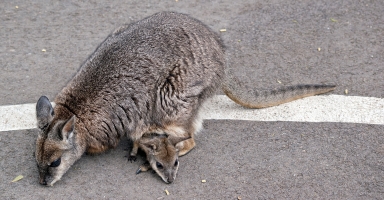 Wallaby and joey on the road