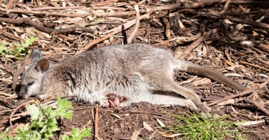 Wallaby and joey