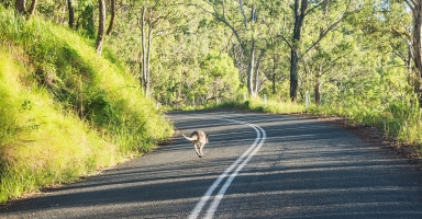 Wallaby crossing the road