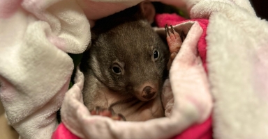 Wombat rescue